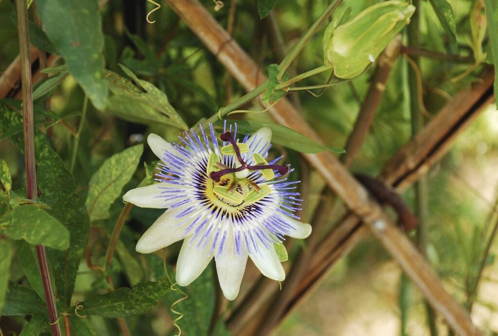 can i cut my passion flower right back