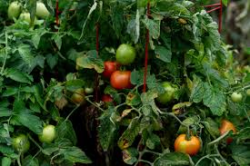 what can i plant with tomatoes